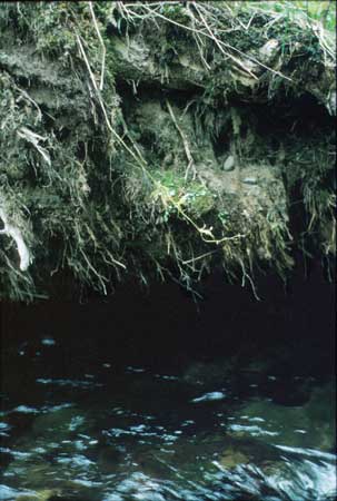 Transect 6, looking at left bank from mid-channel.