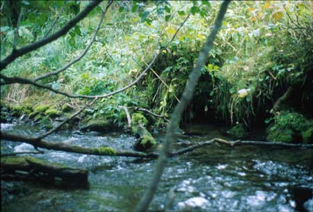 Transect 6, looking upstream from mid-channel.