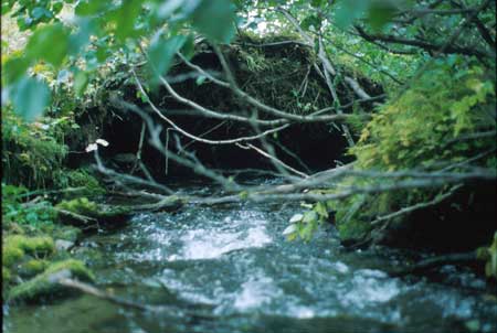 Transect 7, looking downstream from mid-channel.