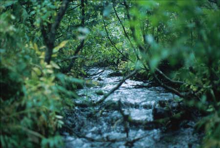 Transect 7, looking upstream from mid-channel.