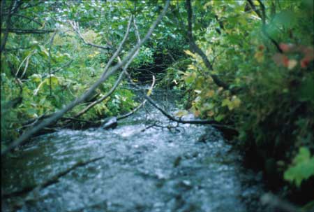 Transect 8, looking downstream from mid-channel.