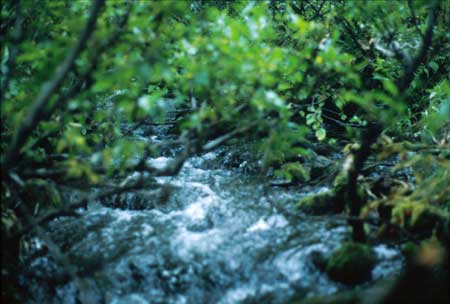 Transect 8, looking upstream from mid-channel.