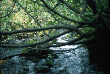 Transect 9, looking downstream from mid-channel.