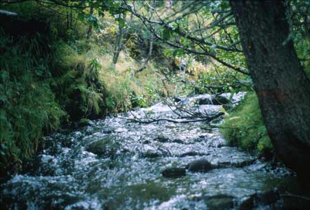 Transect 9, looking upstream from mid-channel.