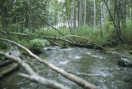 Transect 3, looking downstream from mid-channel.