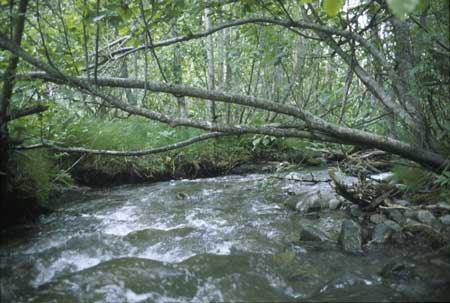 Transect 4, looking downstream from mid-channel.