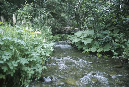 Transect 6, looking upstream from mid-channel.