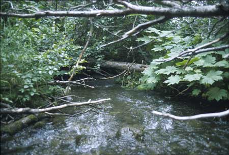 Transect 9, looking downstream from mid-channel.