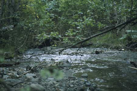 Transect 1, looking downstream from mid-channel.