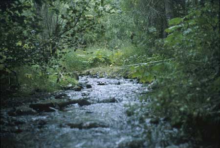 Transect 1, looking upstream from mid-channel.