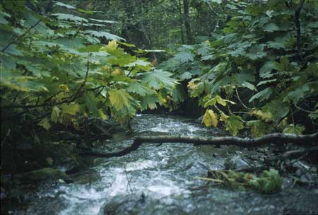 Transect 10, looking downstream from mid-channel.