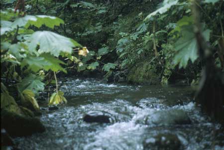 Transect 10, looking upstream from mid-channel.