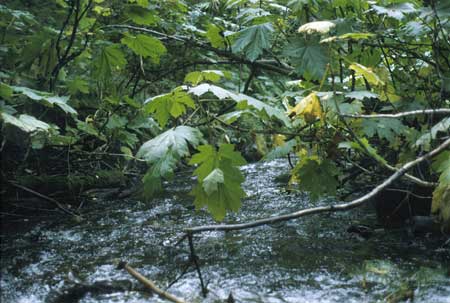 Transect 11, looking downstream from mid-channel.