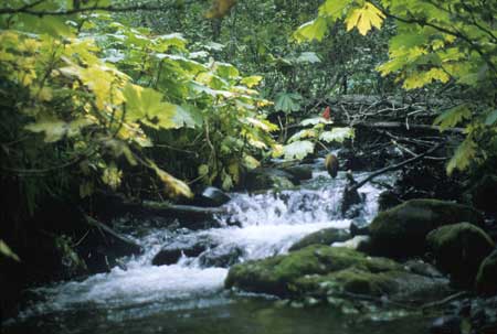 Transect 11, looking upstream from mid-channel.