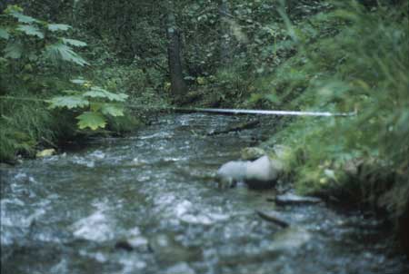 Transect 2, looking downstream from mid-channel.