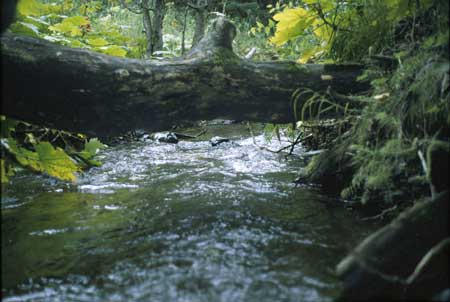 Transect 3, looking downstream from mid-channel.