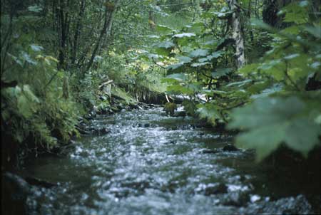 Transect 3, looking upstream from mid-channel.