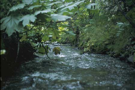 Transect 4, looking downstream from mid-channel.