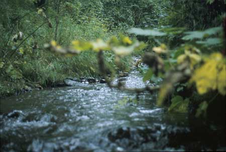 Transect 4, looking upstream from mid-channel.