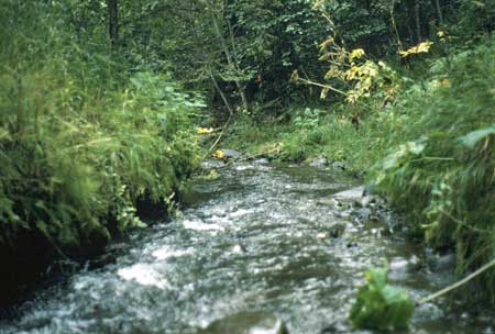 Transect 5, looking downstream from mid-channel.