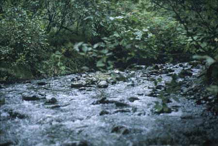 Transect 5, looking upstream from mid-channel.