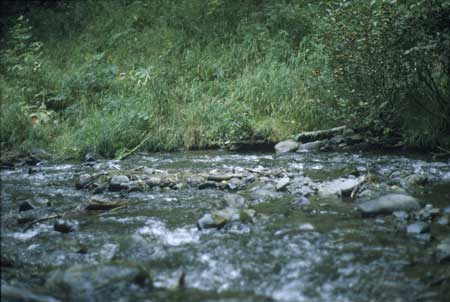 Transect 6, looking downstream from mid-channel.