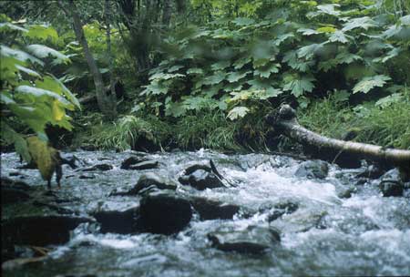 Transect 6, looking upstream from mid-channel.