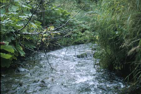 Transect 7, looking downstream from mid-channel.