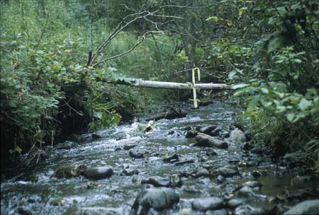 Transect 7, looking upstream from mid-channel.