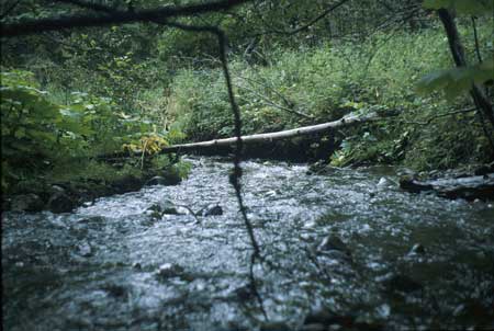 Transect 8, looking downstream from mid-channel.