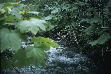 Transect 8, looking upstream from mid-channel.