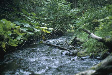 Transect 9, looking downstream from mid-channel.