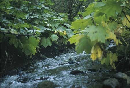 Transect 9, looking upstream from mid-channel.