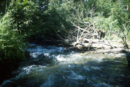 Transect 1, looking downstream from mid-channel.