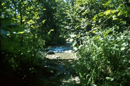 Transect 7, looking downstream from center of side channel.