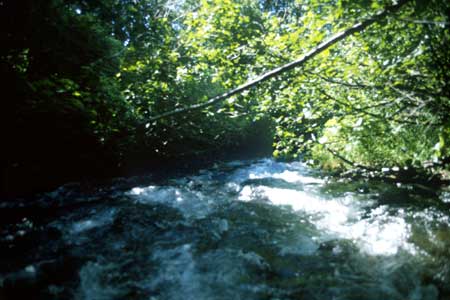 Transect 8, looking downstream from mid-channel.