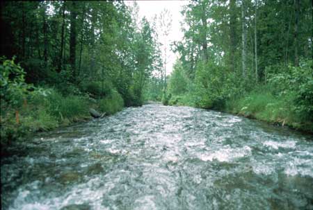 Transect 7, looking downstream from mid-channel.