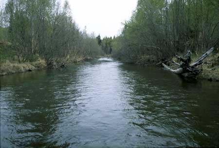 Campbell Creek at C Street
