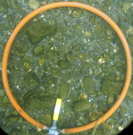 Sample of bed sediment