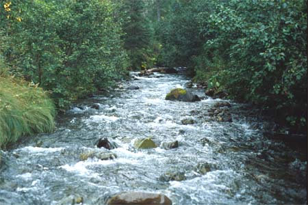 Rabbit Creek at Hillside Drive