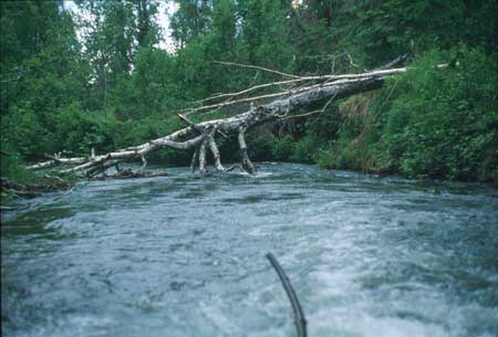 Transect 1 looking downstream
