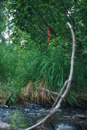 Transect 1 looking at left bank
