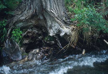 Transect 1 looking at right bank