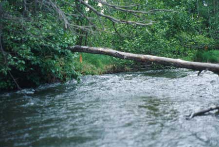 Transect 1 looking upstream