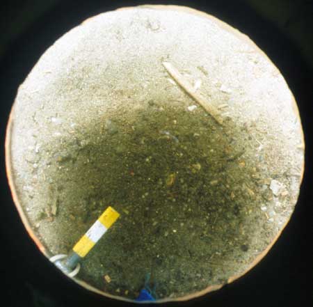 Transect 1, point 1.