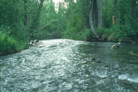 Transect 10 looking downstream