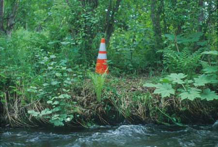 Transect 10 looking at left bank