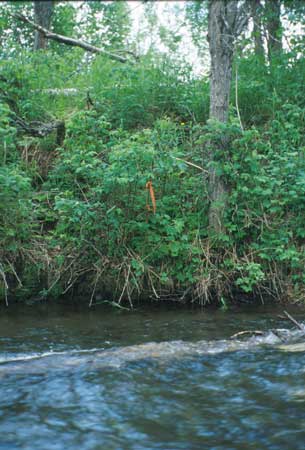 Transect 10 looking at right bank