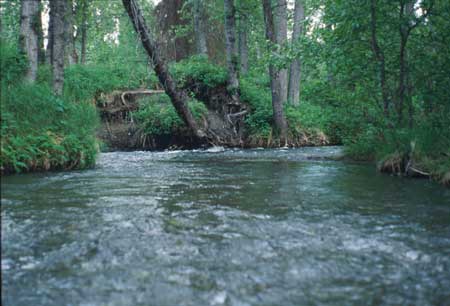 Transect 10 looking upstream