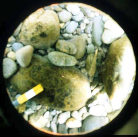 Transect 10, point 1.